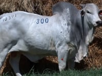 Lote 300