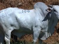 Lote 500