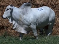 Lote 700