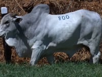 Lote 800