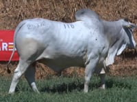 Lote 110
