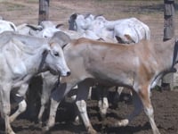 Lote 01P