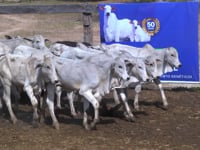 Lote 05P