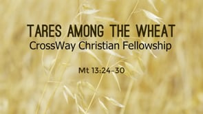 Wheat Among Tares (Matthew 13:24-30)