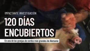 120 días encubiertos: en una de las mayores explotaciones porcinas de Alemania