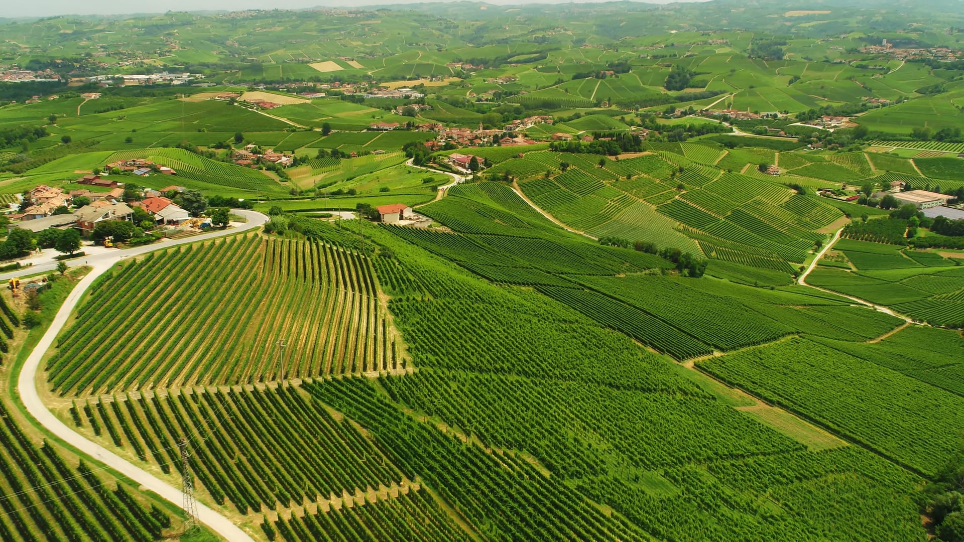 I nostri vigneti - annata 2024 - Our vineyards - 2024 vintage