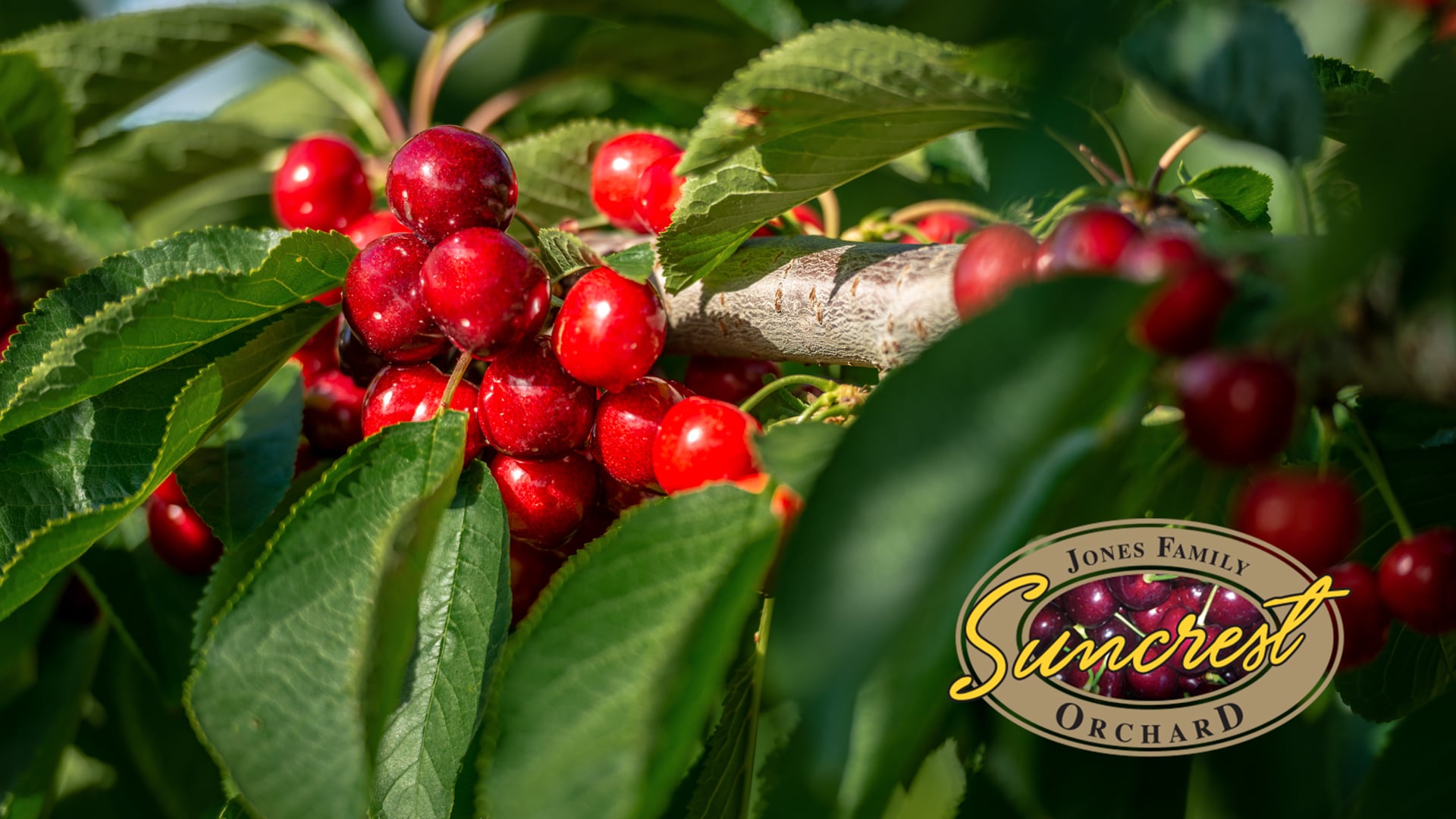 Premium New Zealand Cherries
