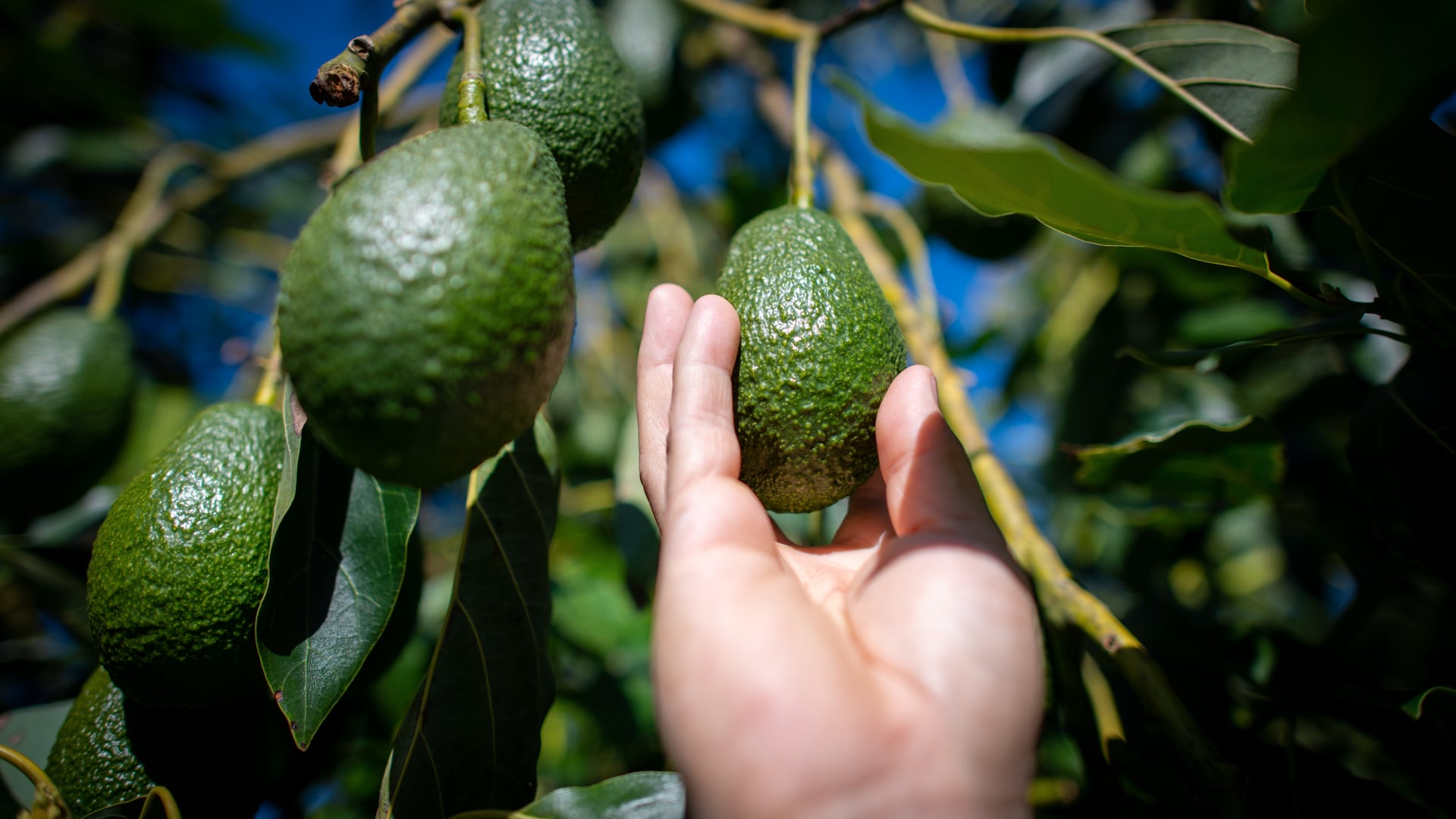 Bay of Plenty Avocados