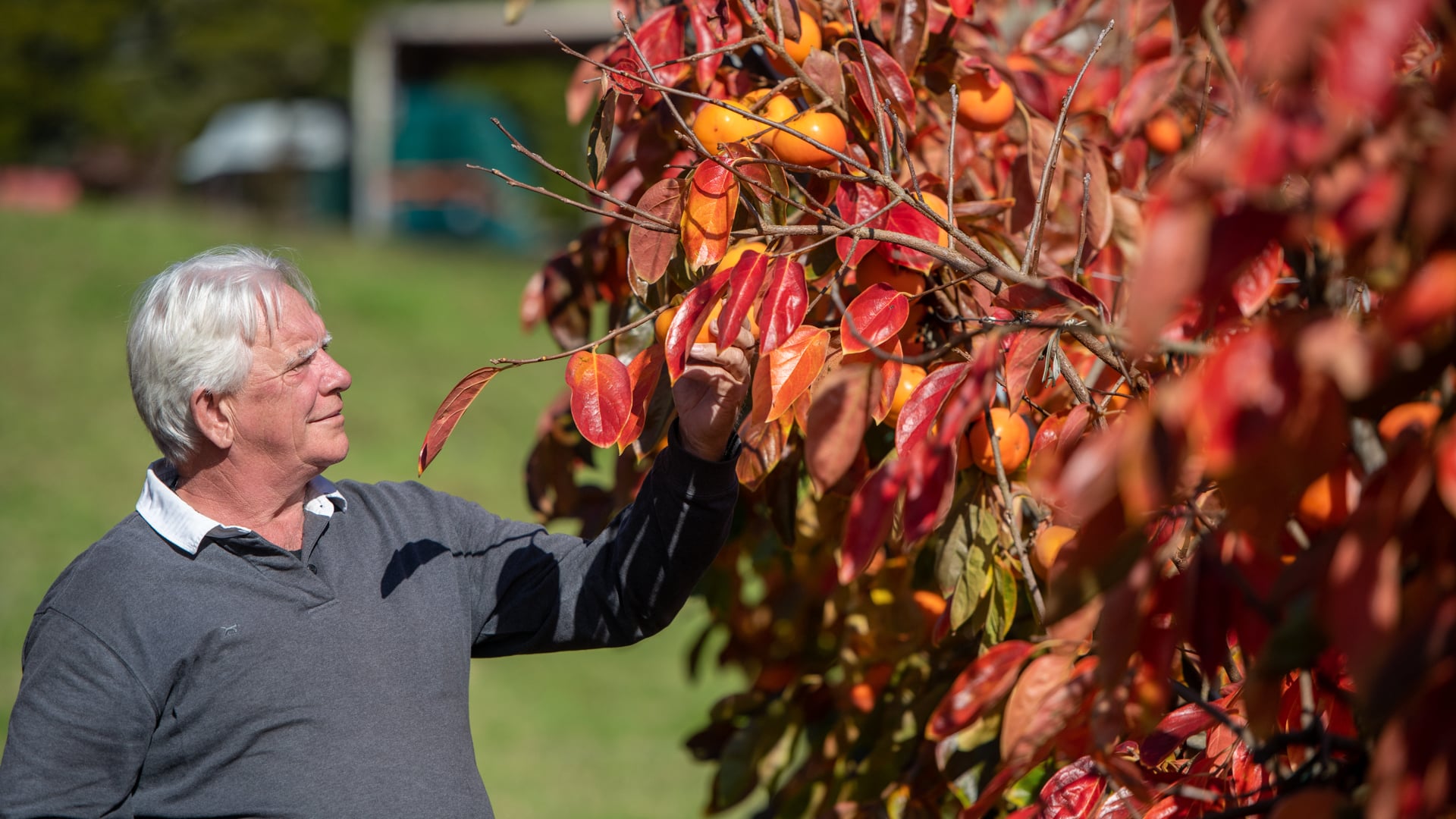 New Zealand Persimmons