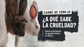 El sabor de la crueldad: Carne de conejo
