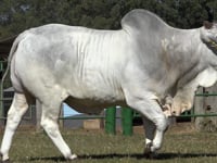 Lote 900