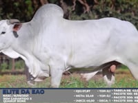Lote S29