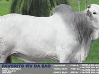 Lote S37