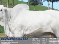 Lote S45