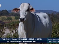 Lote 87
