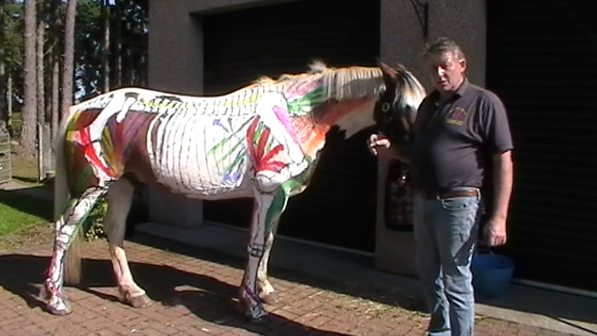 Basic Anatomy – Neil Madden FWCF Highlights the Basic Muscular Structure of the Horse