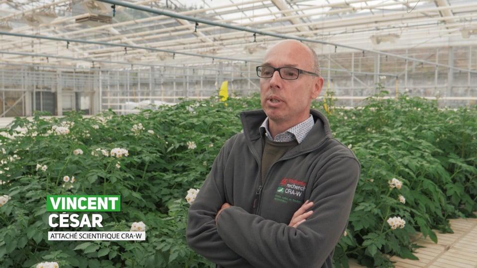 Bayer et CRA-W contre le phytophthora