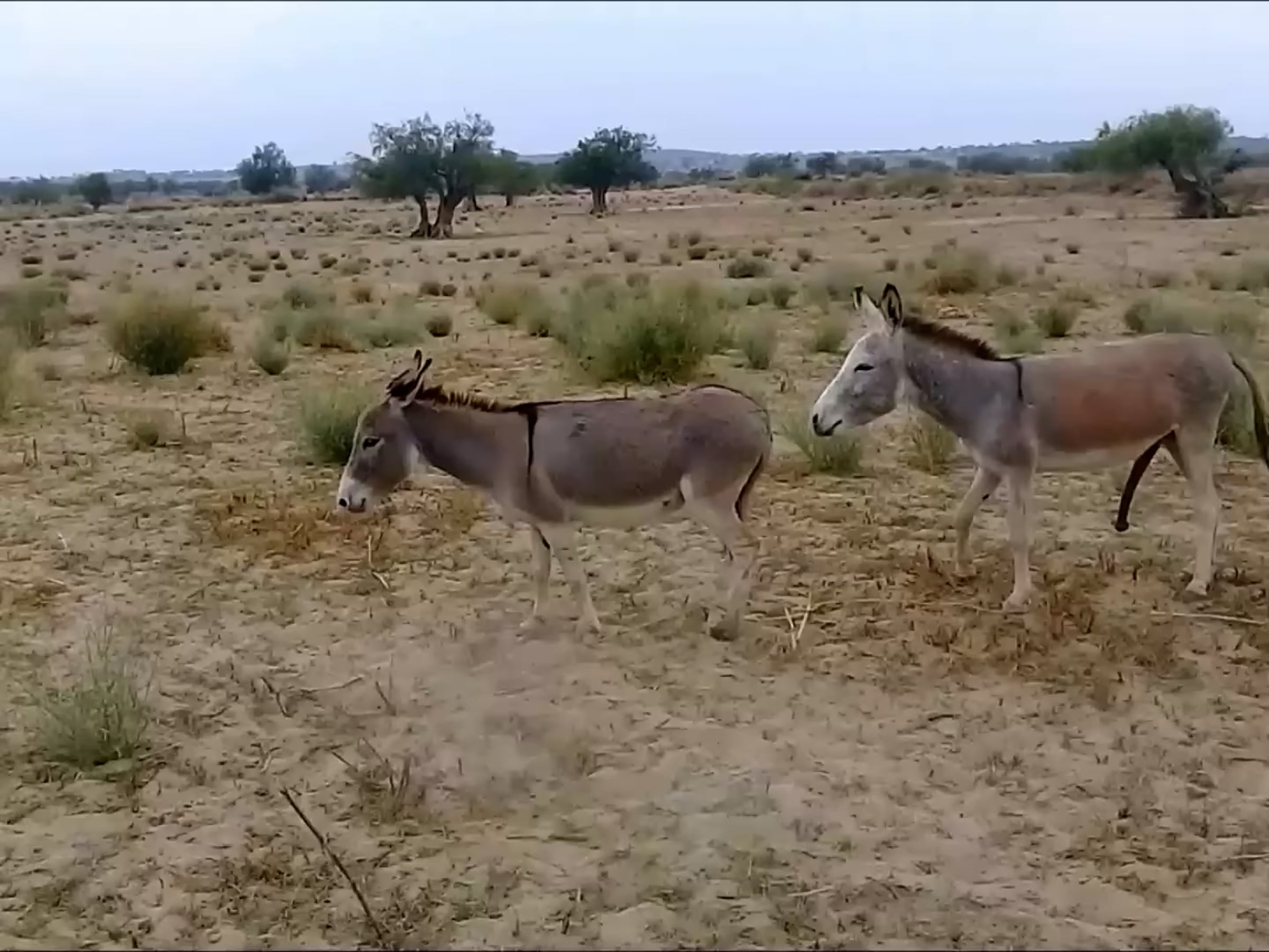 Donkey mating | Videos & Movies on Vimeo