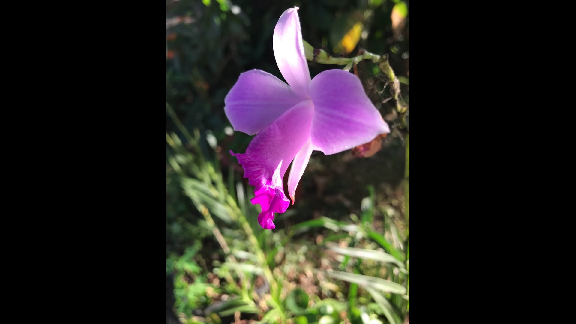 2024 June 26: Unmindful Consumption of Smartphones