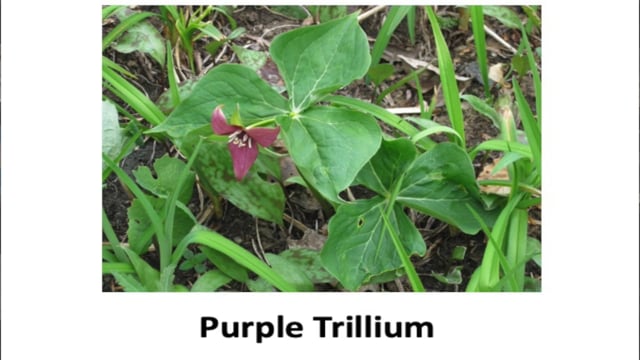 WPL:  Good Plants with UVM Master Gardener, Bob Littletree