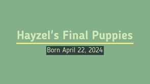 Hayzel's National Park Puppies