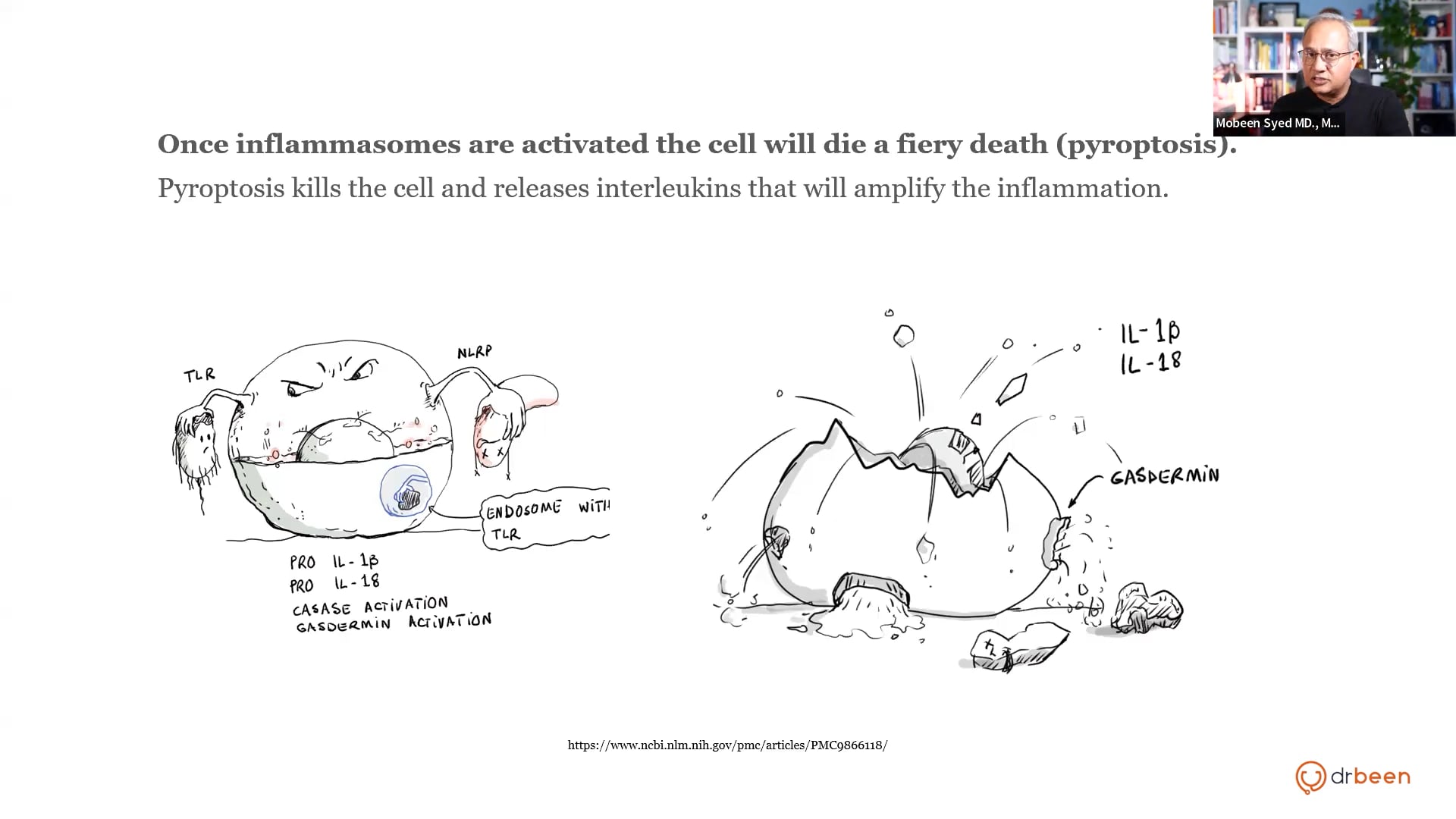 Inflammatory Pathways - TLR and NLRP Pathways Modulation (Inflammation Part 2)