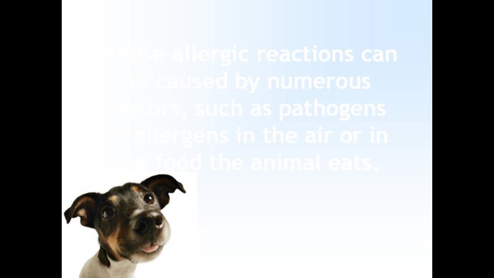 Home-Made Dog Food For Canines that have Allergic reaction