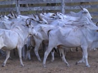 Lote 22P