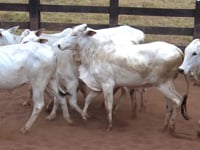 Lote 41