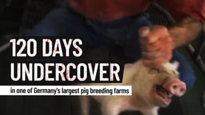 120 days inside one of Germany’s largest pig farms