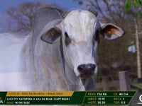 Lote 12
