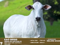 Lote ASP 17