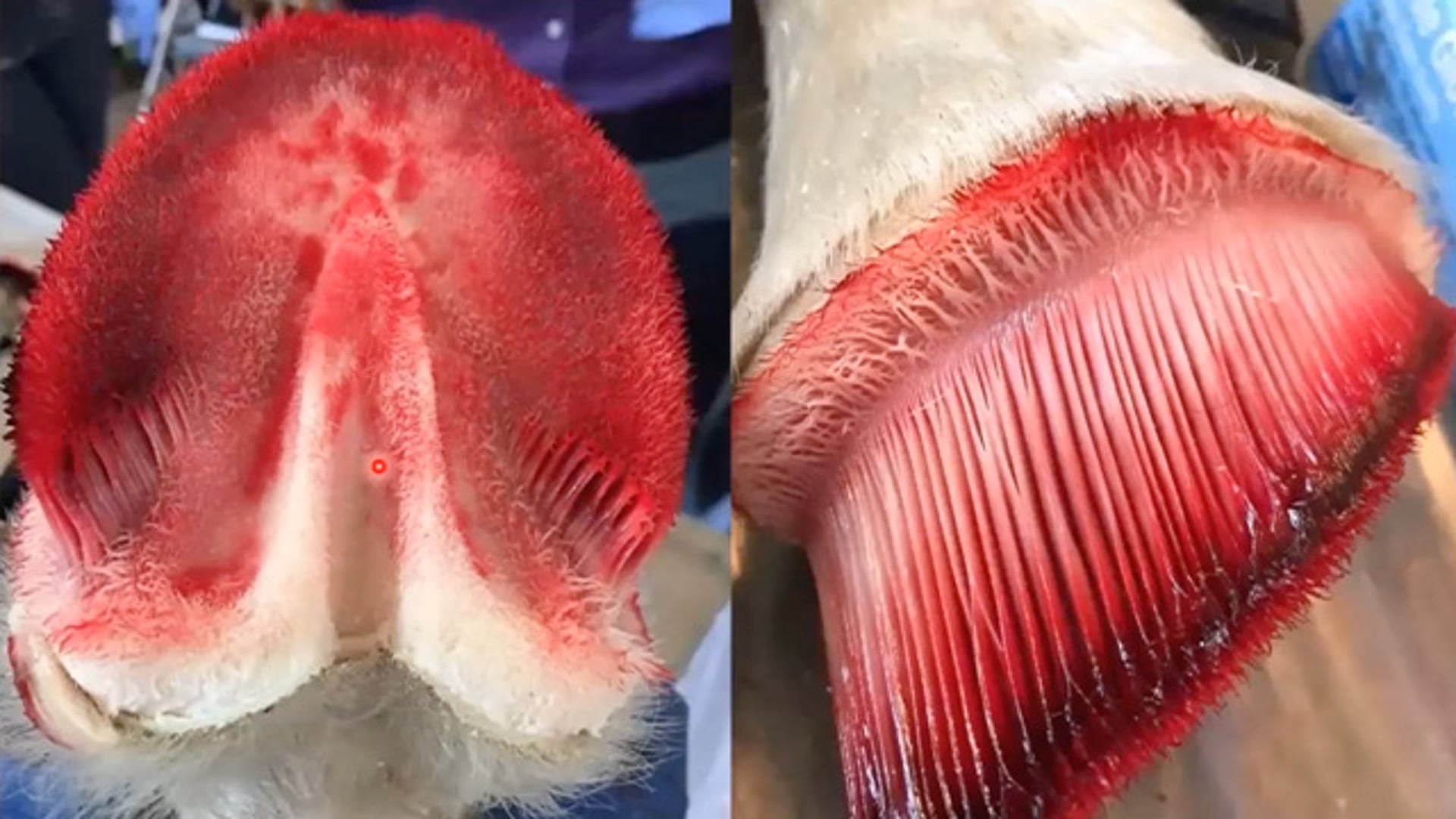 Laminitis Understanding the Farriery Treatment Timeline Part 1 Anatomical concepts with Paul Conroy BSc (Hons) AWCF