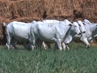 Lote 01N