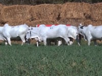 Lote 03N