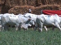 Lote 05B