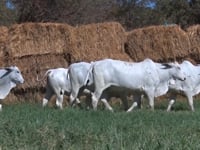 Lote 05N