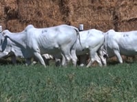 Lote 06N