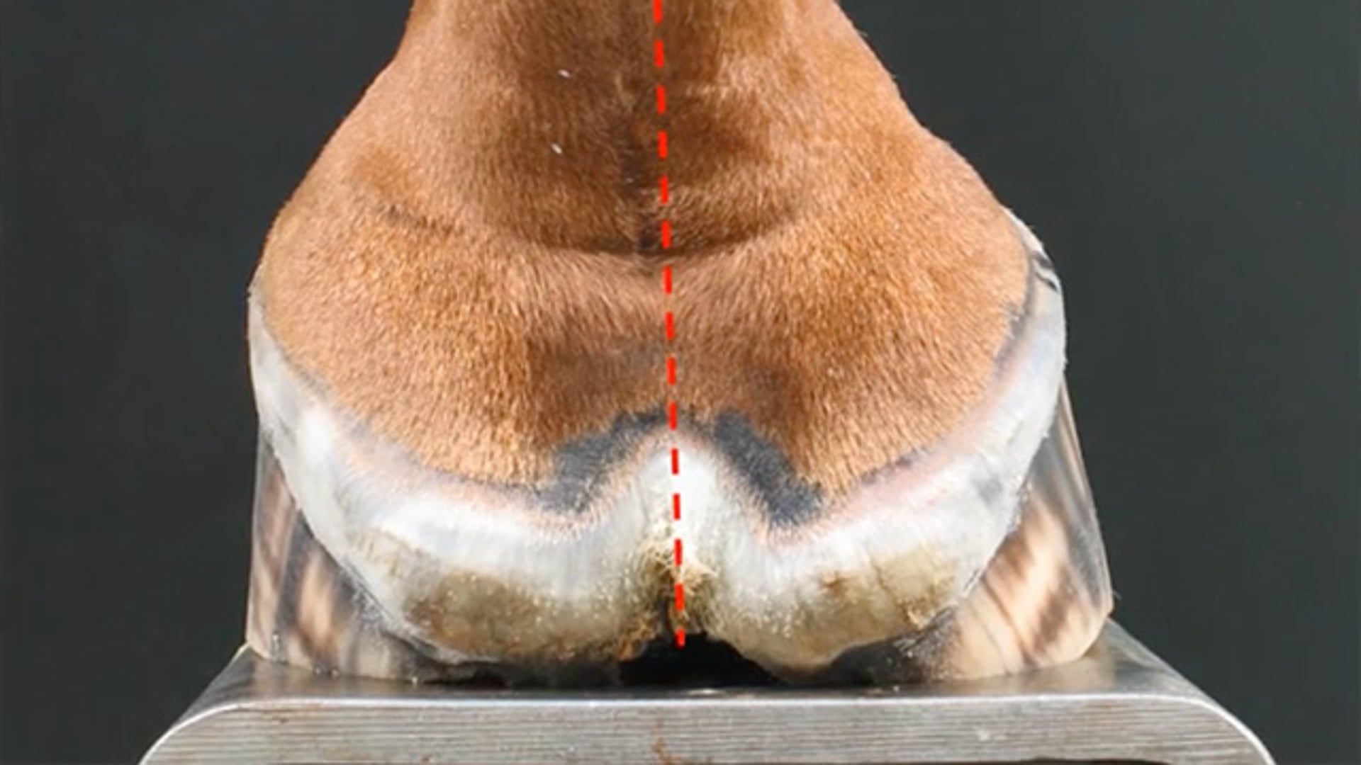 Pathology In The Mid-Section of the Equine Foot – Prof Mike Savoldi