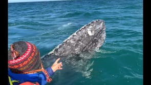 Viajando con lo puesto: amb balenes geperudes