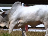 Lote 145