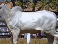 Lote 154
