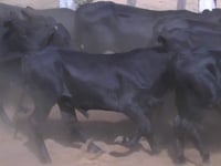 Lote 29P