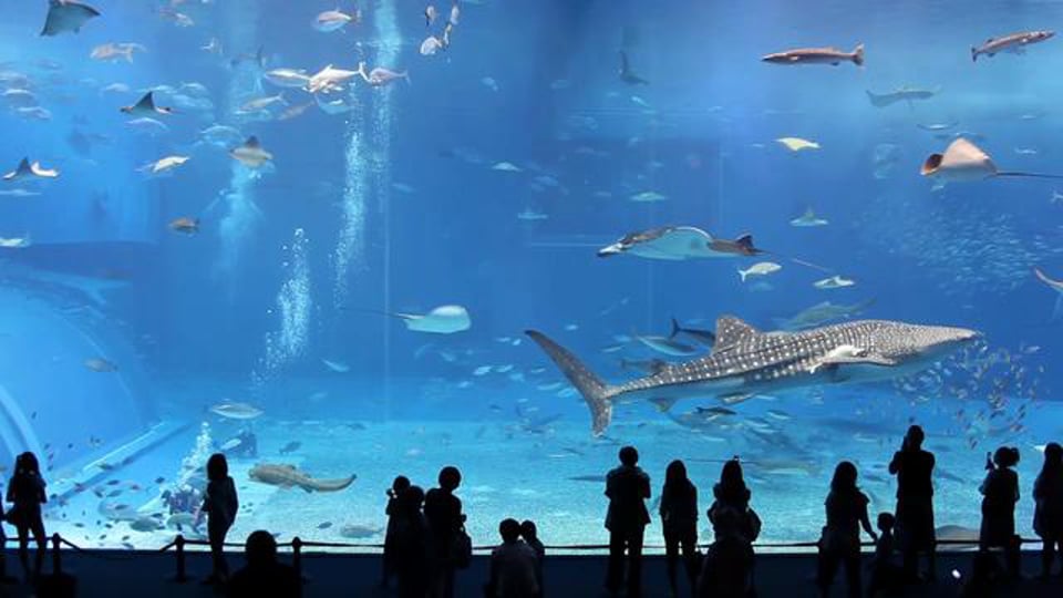 Mer de Kuroshio - 2ème plus grand aquarium au monde - (la chanson est Please don't go by Barcelona)