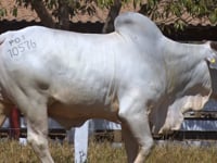 Lote 18