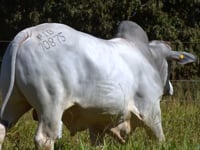 Lote 54