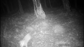 Our fox busting team is busy