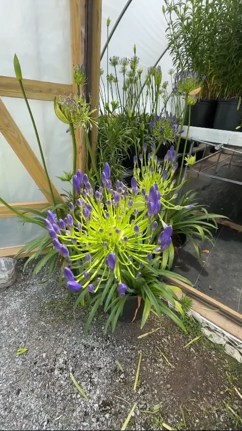 growing a bonsai tree from seed Bonsai Tree main image 1