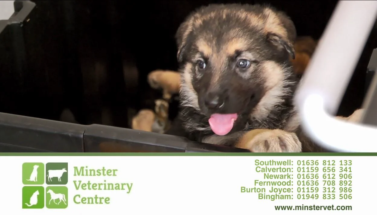 Minster Veterinary Centre Ltd, Southwell Small Animal Practice