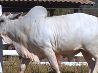 Lote 202